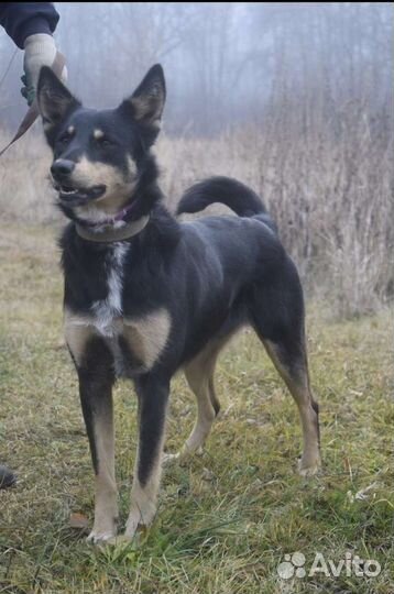 Собака в добрые руки отдам бесплатно