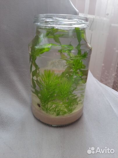 Аквариумные растения и улитки. Банка