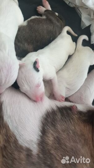 Бультерьер щенки бронь