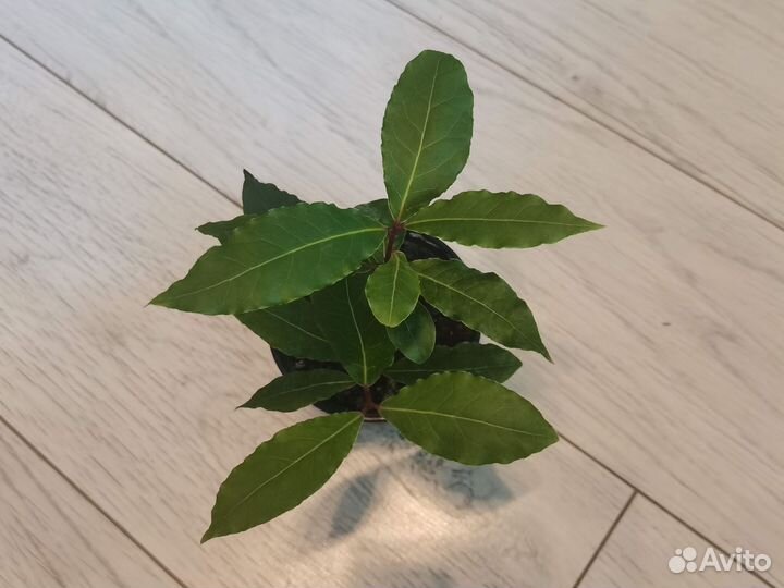 Лавровое дерево