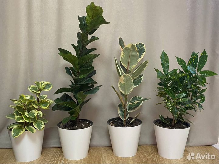 Цветы для офиса и дома