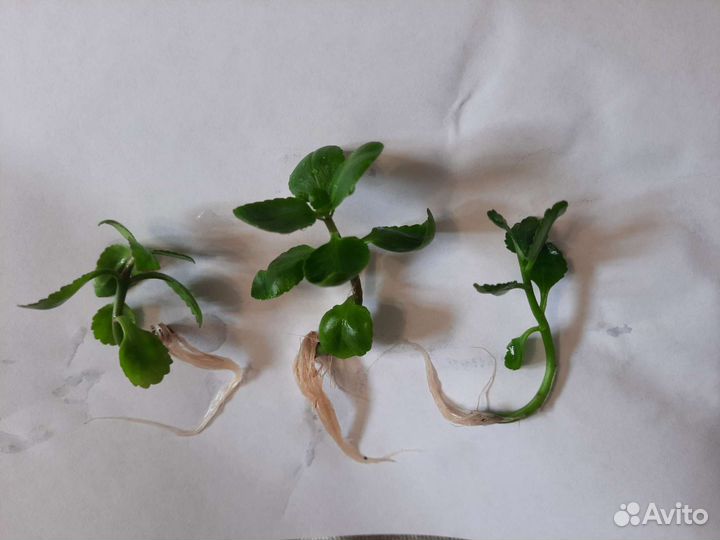 Каланхоэ цветущий