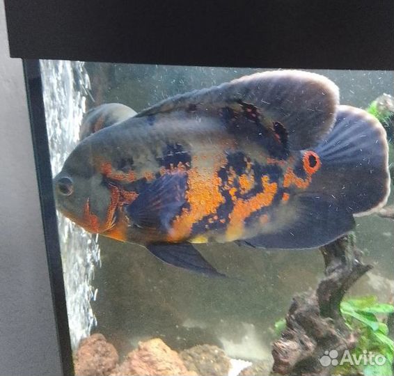 Астронотусы