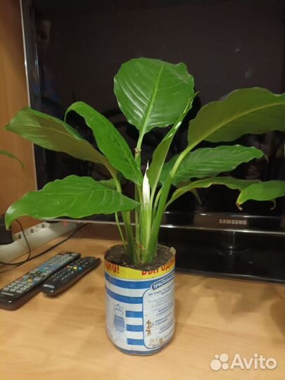 Спатифиллум королевский