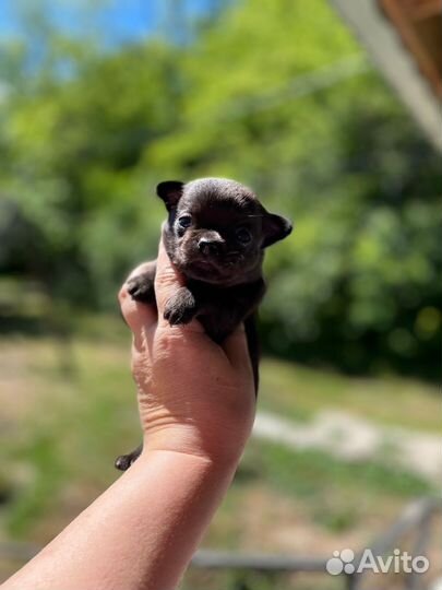 Мальчики чихуа (разные окрасы)