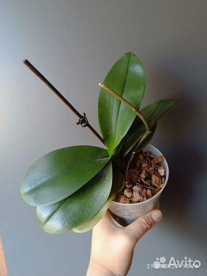 Орхидея мини