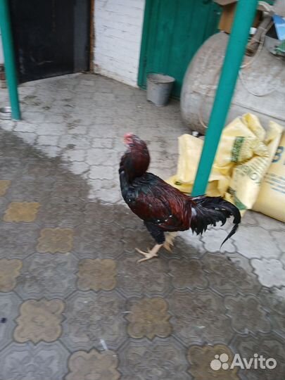 Петух. Орловская ситцевая