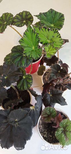 Бегония виды Бауэра,Черн клык,Мэсона,Чёрн вельвет