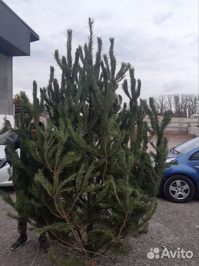 Елка новогодняя Ель Сосна опт