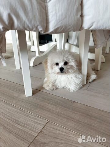 Бишон Фризе РКФ девочка