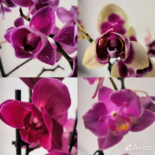Орхидеи фаленопсис пелоры