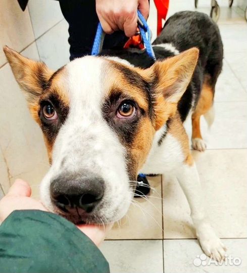 Собака Барни в добрые ручки