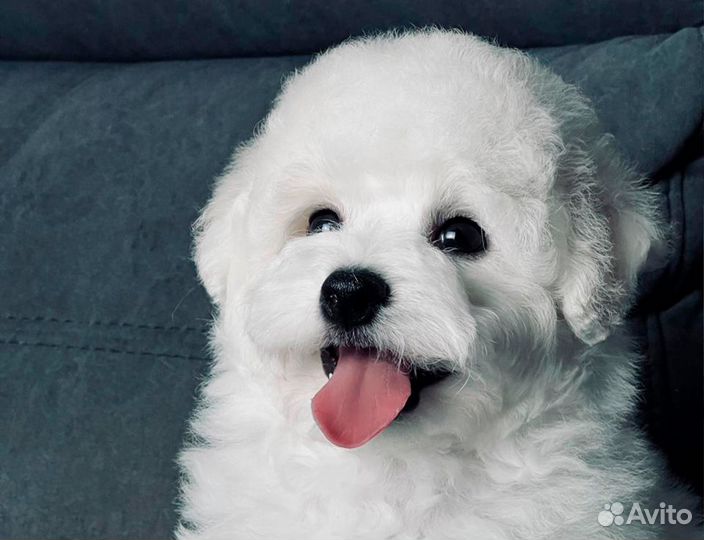 Бишон фризе щенок мальчик