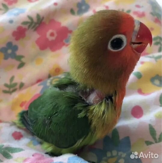 Птенцы неразлучников из гнезда