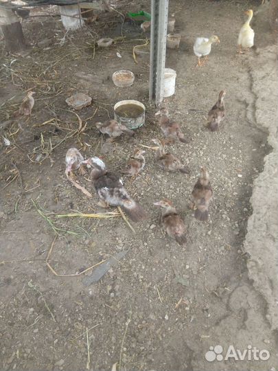 Куры несушки цыплята Утки утята Гуси гусята