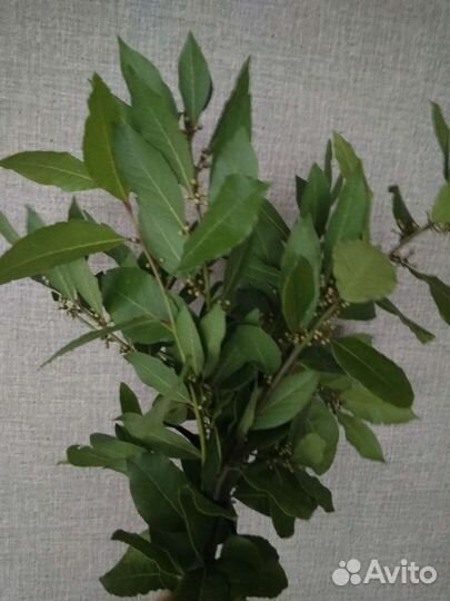 Лавровый лист (пучками и кг.)