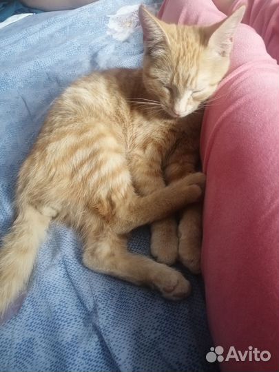 Котенок бесплатно