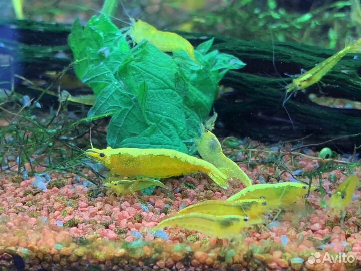Креветки Желтый Неон (Neocaridina)