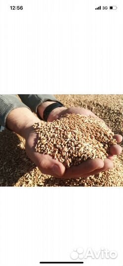 Зерно пшеница