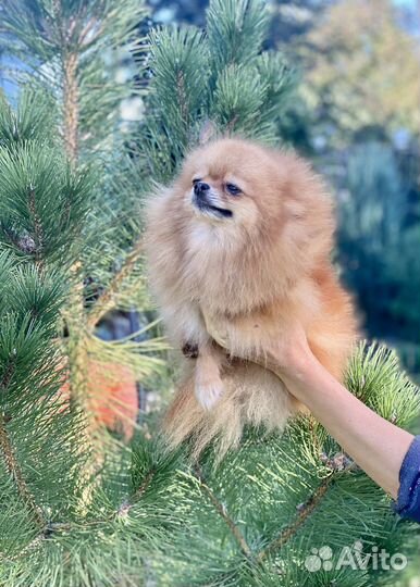 Девочка померанского шпица