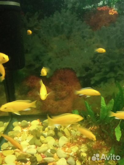 Цихлиды Еллоу