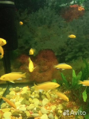 Цихлиды Еллоу