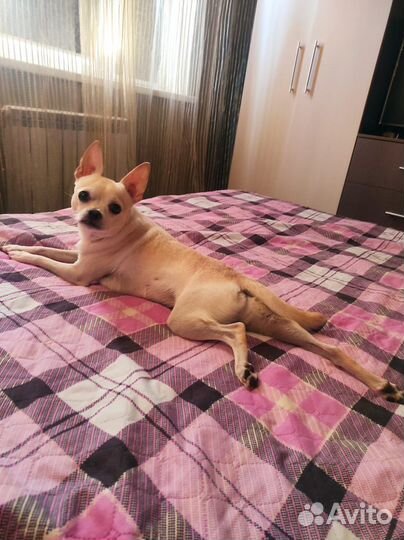 Собака вязка чихуа