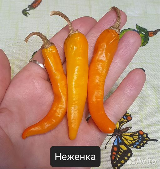 Перец полуострый 