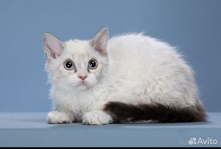 Кудрявые котята