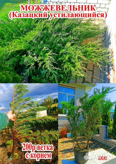 Гортензия, садовые цветы