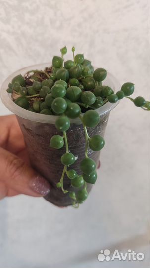 Крестовник роули