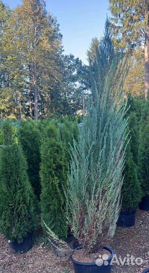 Можжевельник Блю Эрроу из питомника с доставкой