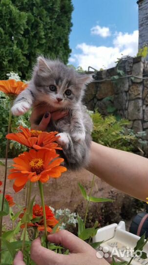 Продам котят