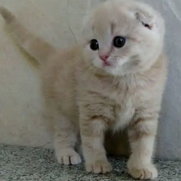 Шотландский вислоухий короткошёрстный котёнок