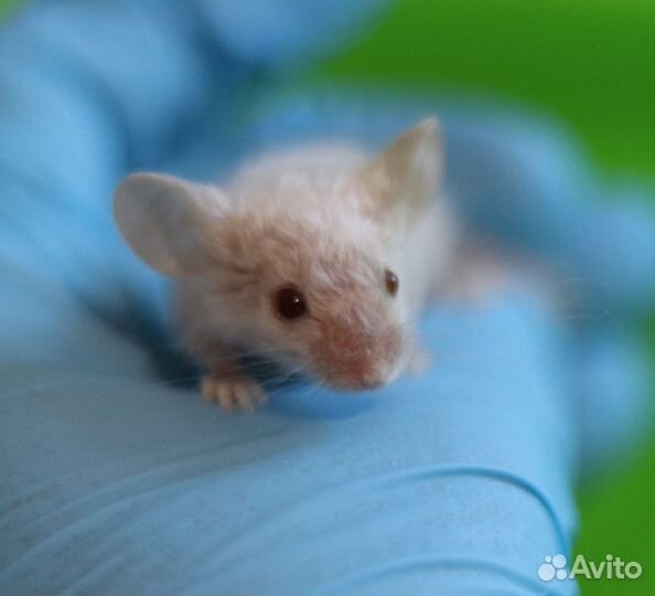 Мышата Кудряшата