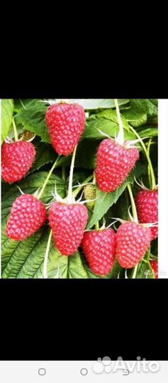 Малина огонёк, слива, крыжовник, ревень, сирень