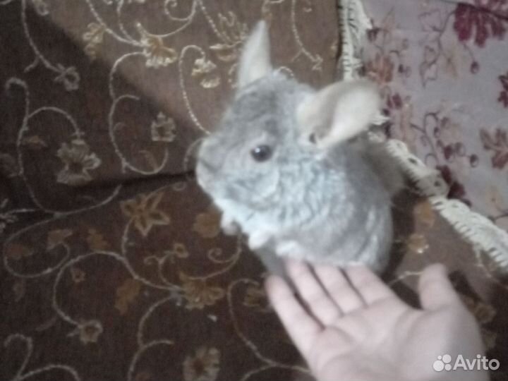 Серебристая шиншилла