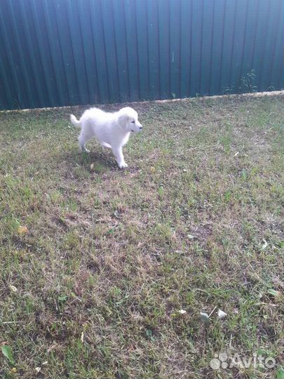 Маремма абруцкая