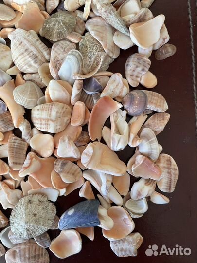 Ракушки для аквариума/декора/поделок
