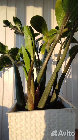 Замиокулькас