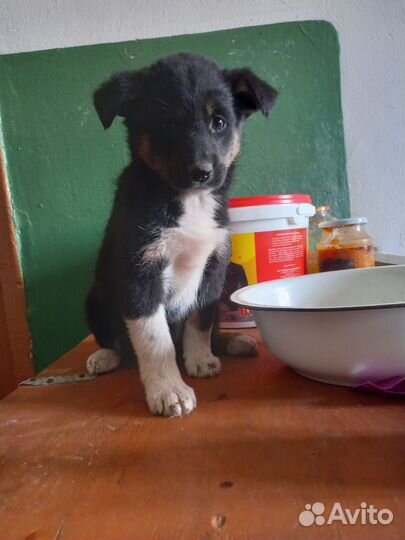 Собака в добрые руки отдам бесплатно