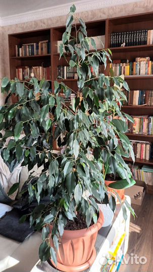 Фикус бенджамина большой