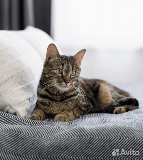 Красавица кошечка Кася 1,5 года ищет дом