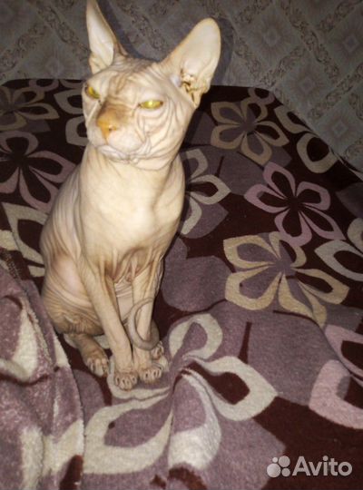 Кот приглашает на вязку