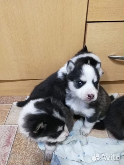 Щенки хаски