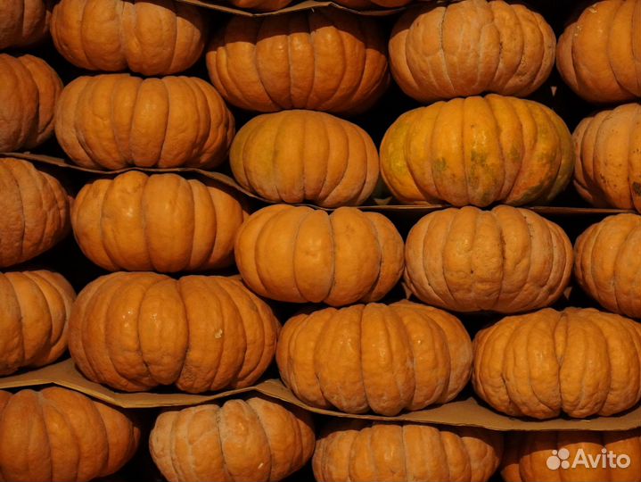 Тыква мускат де прованс опт