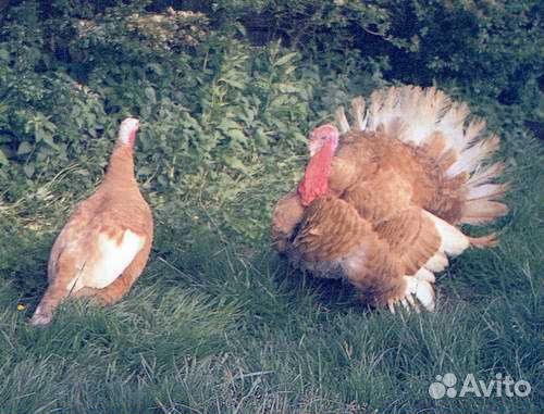 Индюк и индюшка