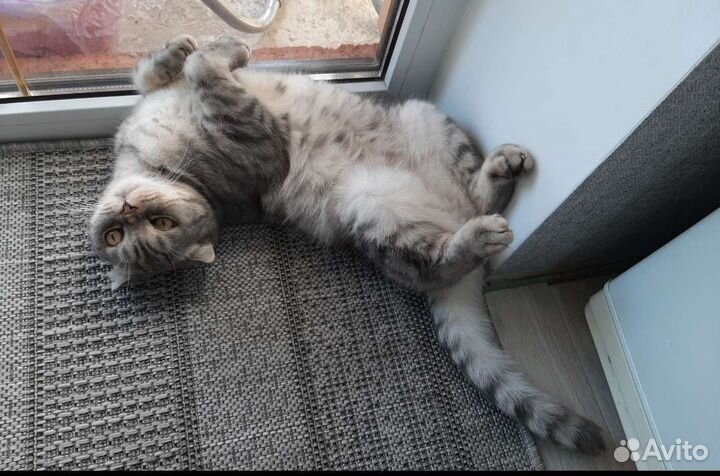 Отдам кота в добрые руки