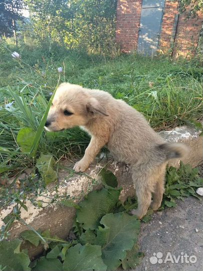 Щенок в добрые руки
