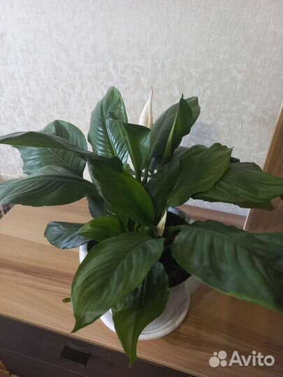 Спатифиллум